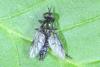 Actina chalybea